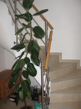 Edelstahlgel&auml;nder, Handlauf Eiche lackiert